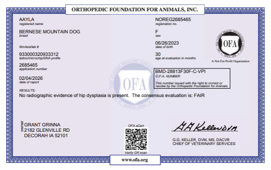 OFA results for an adult female Bernese Mountain Dog