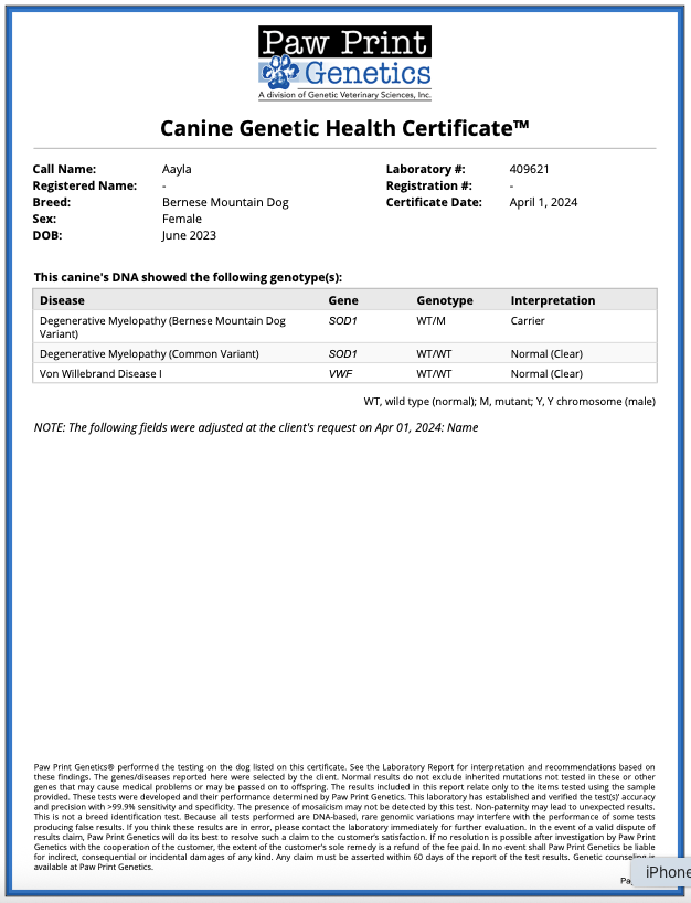 Breed relevant genetic health testing for a Bernese Mountain Dog