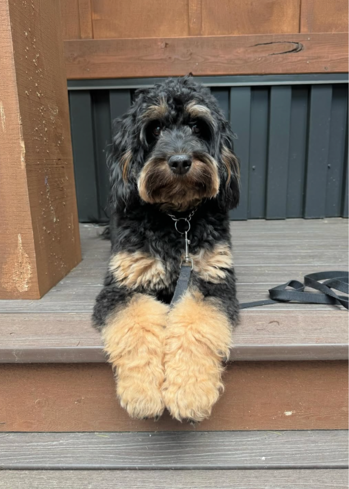 Miniature F1b Bernedoodle from Kimberlee's Kennels