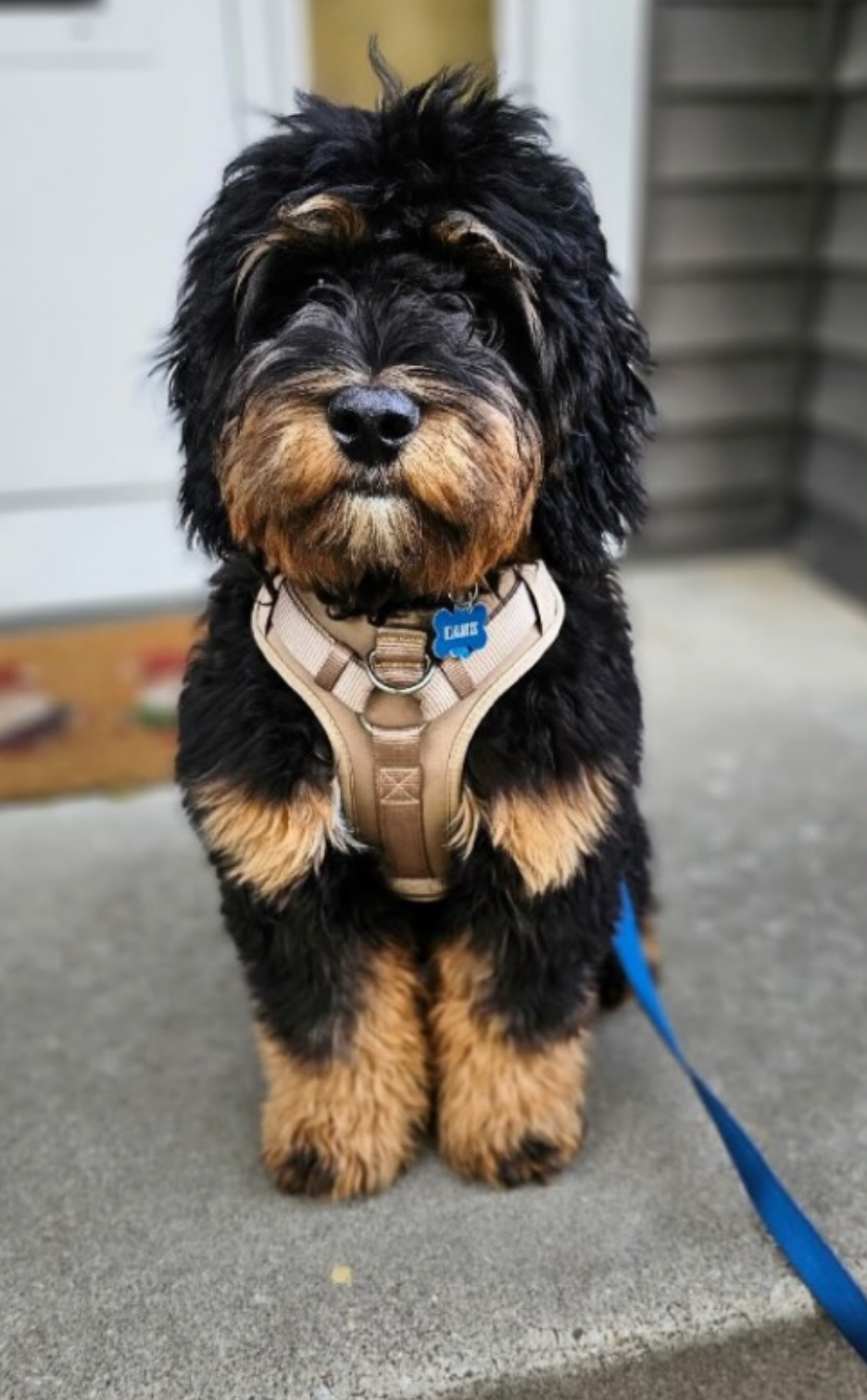 Miniature F1 bernedoodle as adult- bernedoodle breeder