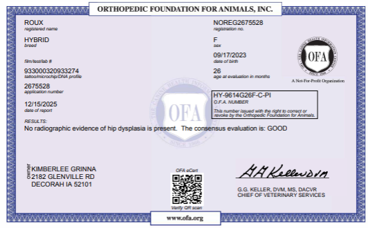OFA Hip certification document showing health testing results for a Kimberlee's Kennels Miniature Bernedoodle 