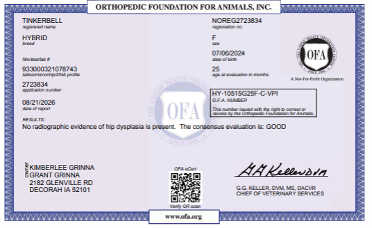 OFA Hip
 certification document showing health testing results for a Kimberlee's Kennels Miniature Bernedoodle 