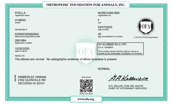 OFA elbow certification document showing health testing results for a Kimberlee's Kennels miniature F1 bernedoodle adult 
