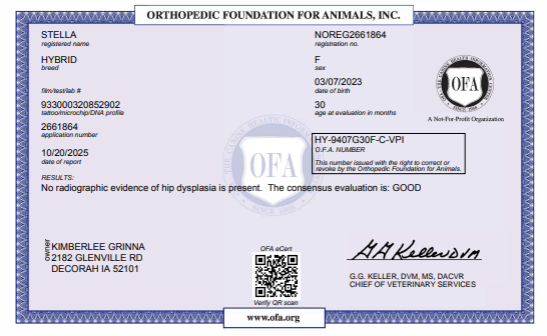 OFA hip certification document showing health testing results for a Kimberlee's Kennels miniature F1 bernedoodle adult 

