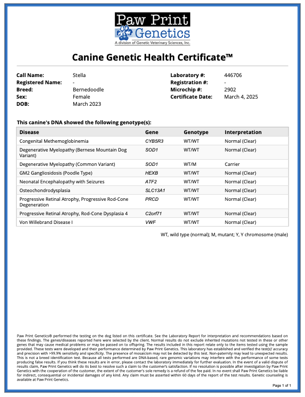 Genetic DNA health testing report for a Kimberlee's Kennels breeding Mini Bernedoodle
