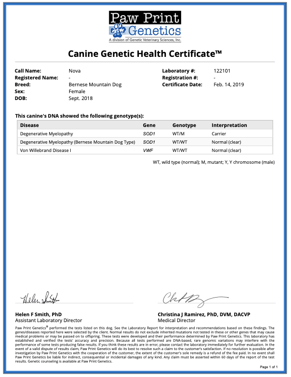 DNA Genetic health testing results for a breeding Bernese Mountain Dog at Kimberlee's Kennels
