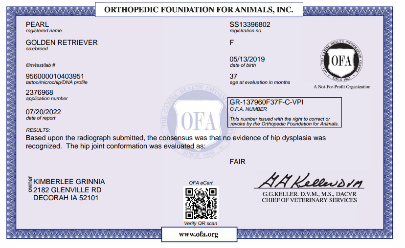 OFA Hip certification document showing health testing results for a Kimberlee's Kennels Englishdoodle adult 