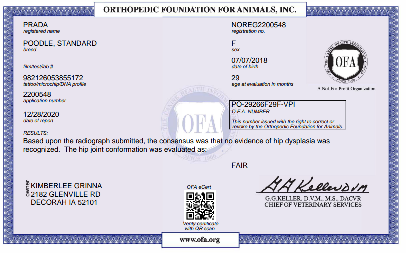 OFA Hip certification document showing health testing results for a Kimberlee's Kennels Standard Poodle adult 