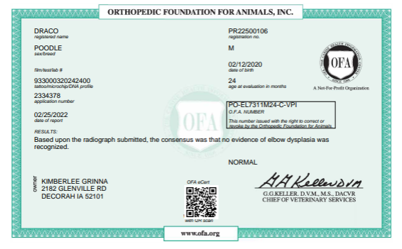 OFA hip certification document showing health testing results for a Kimberlee's Kennels miniature poodle adult 
