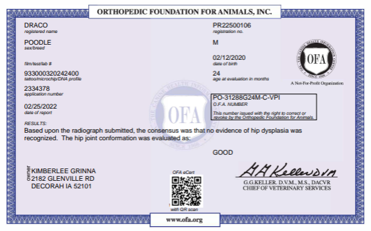 OFA hip certification document showing health testing results for a Kimberlee's Kennels miniature poodle adult 
