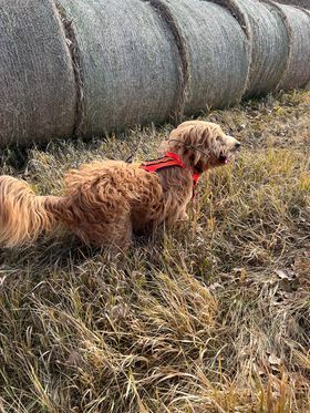 Search and Rescue Dog, certified service dog englishdoodle from Kimberlee's Kennels  