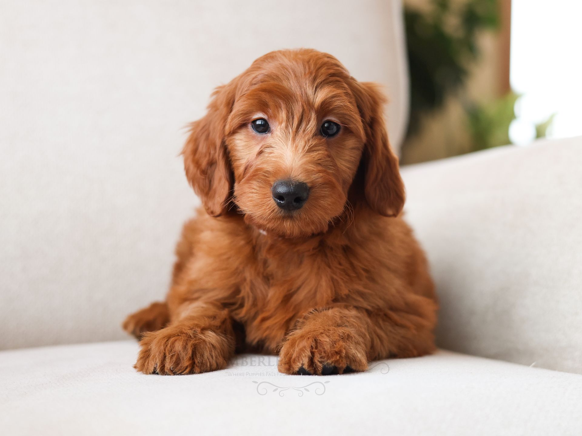 10 week old goldendoodle puppy with a deep red coat laying on a white chair