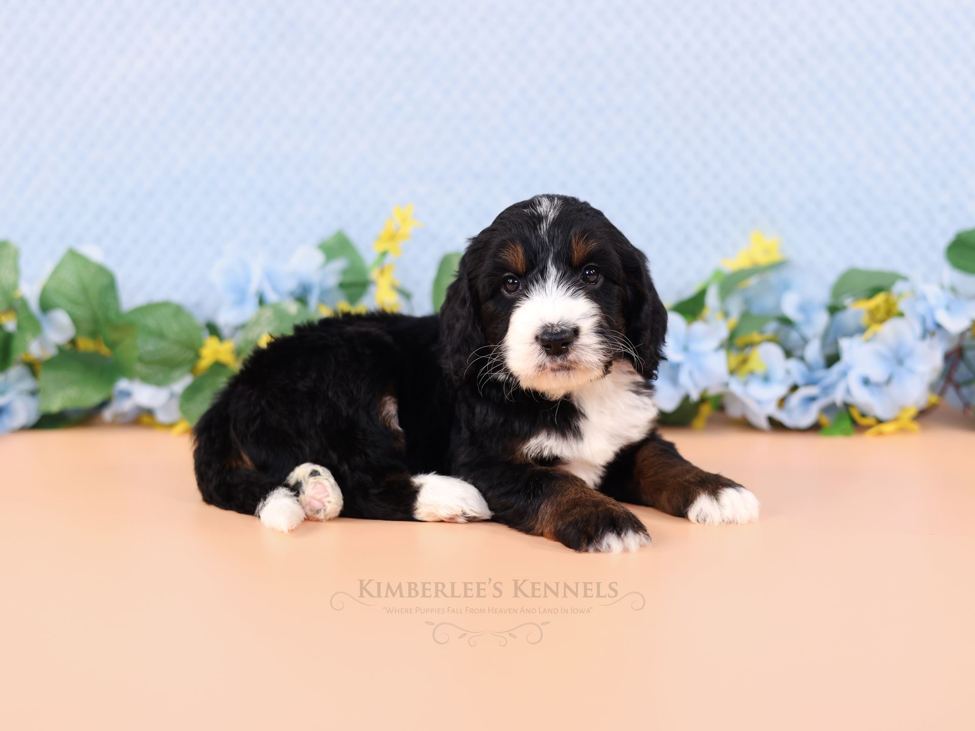 Tri-colored adorable bernedoodle puppy, Family-raised puppies
