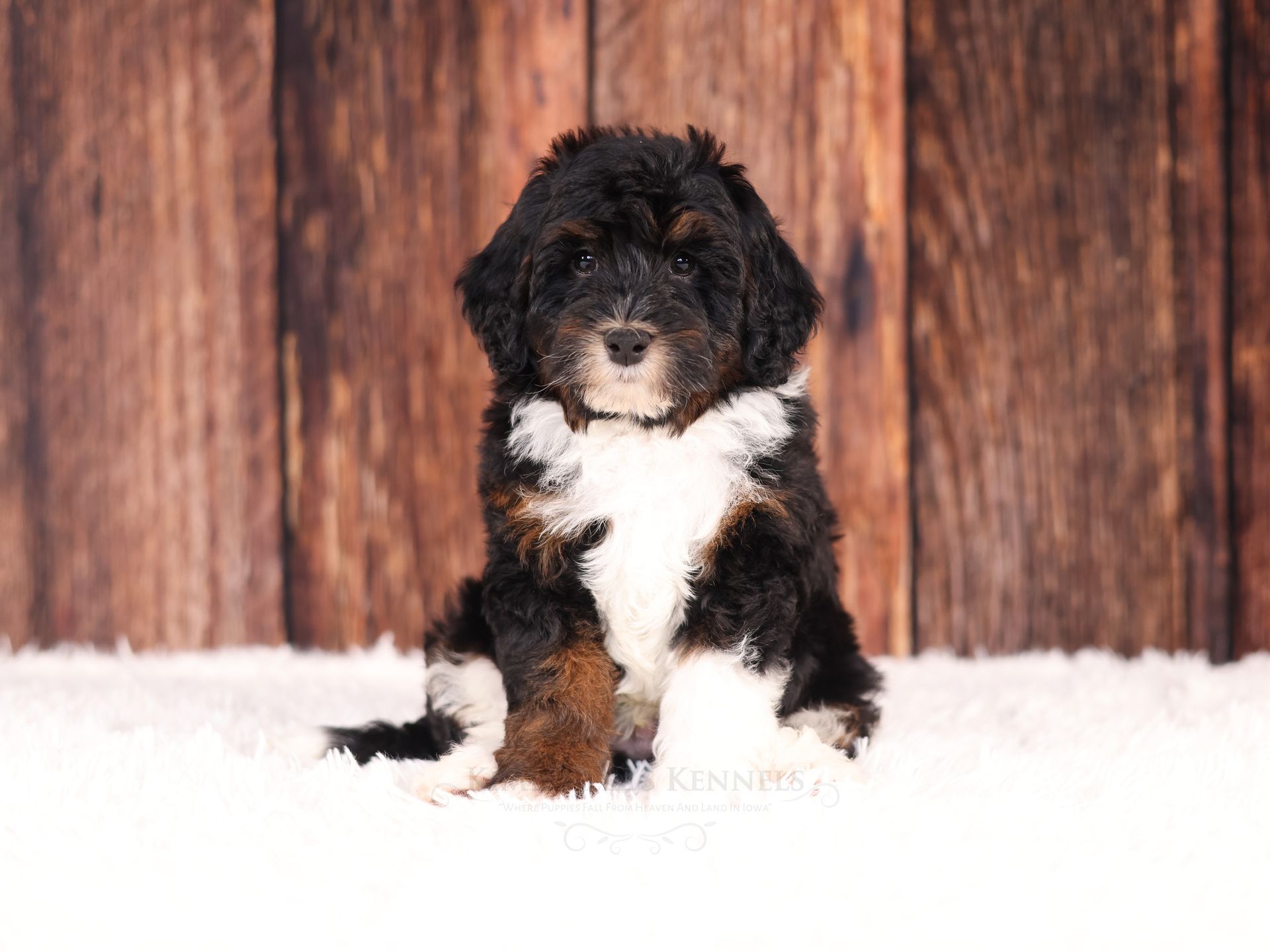 Miniature Bernedoodles puppy, health tested puppy
