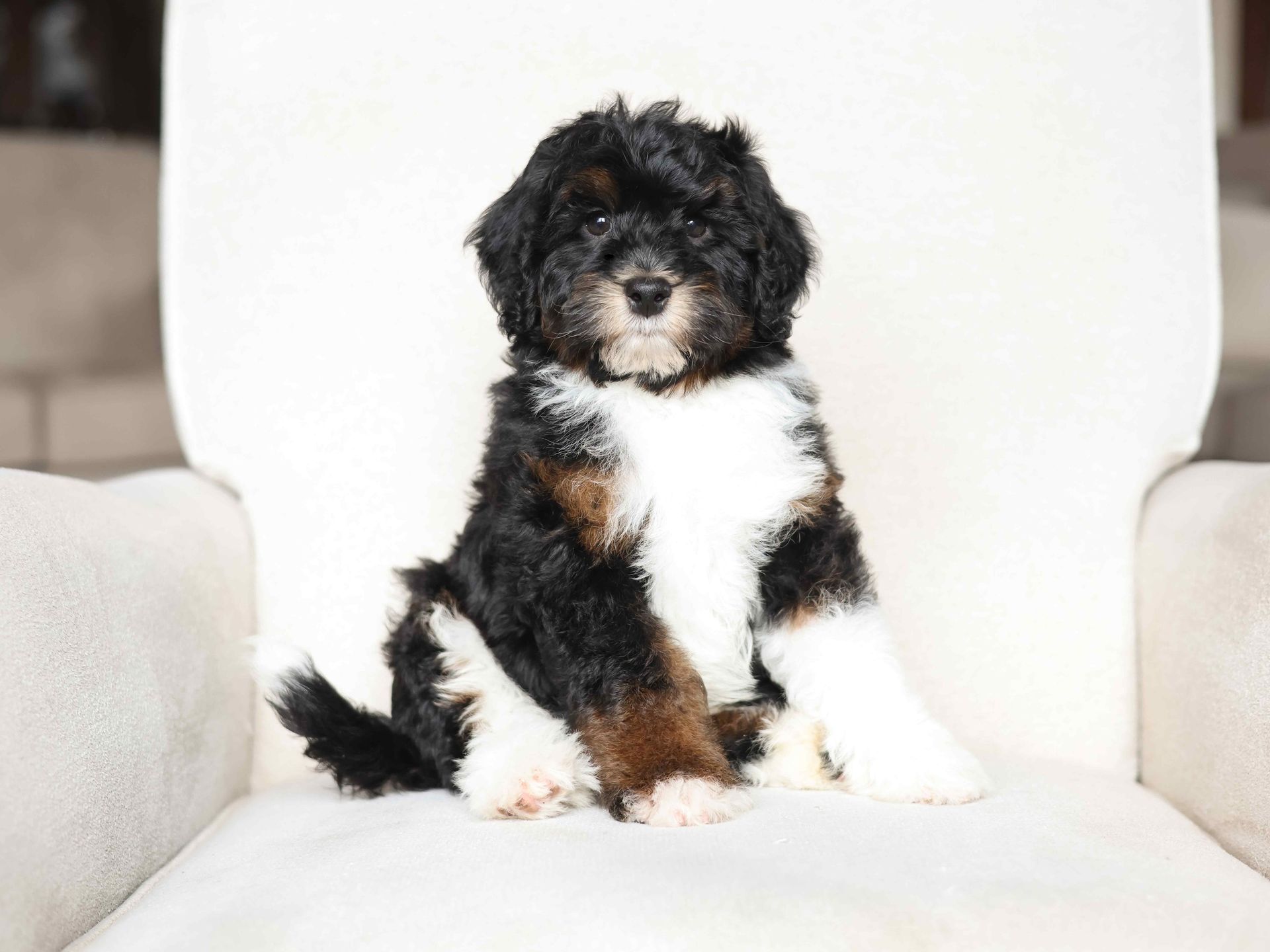 Miniature bernedoodle puppy, ethical dog breeder
