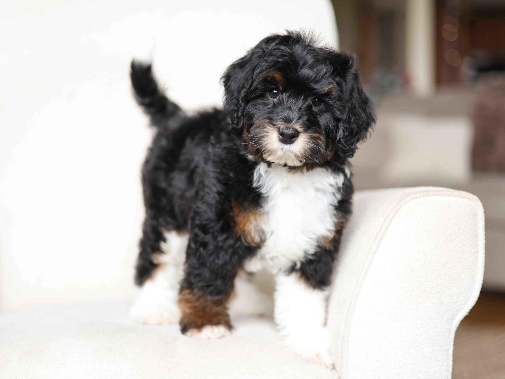 Miniature Bernedoodles puppy, health tested puppy
