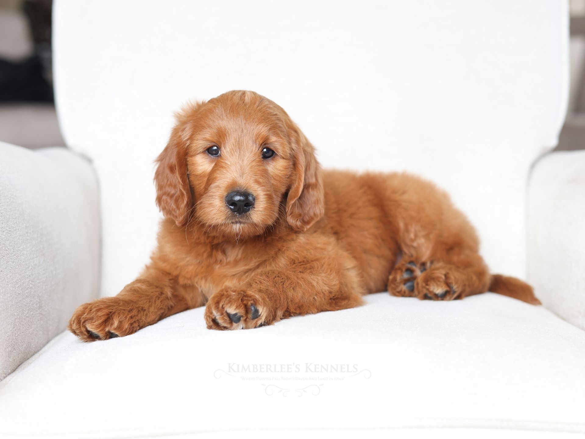 8 week old standard goldendoodle puppy laying on a white chair