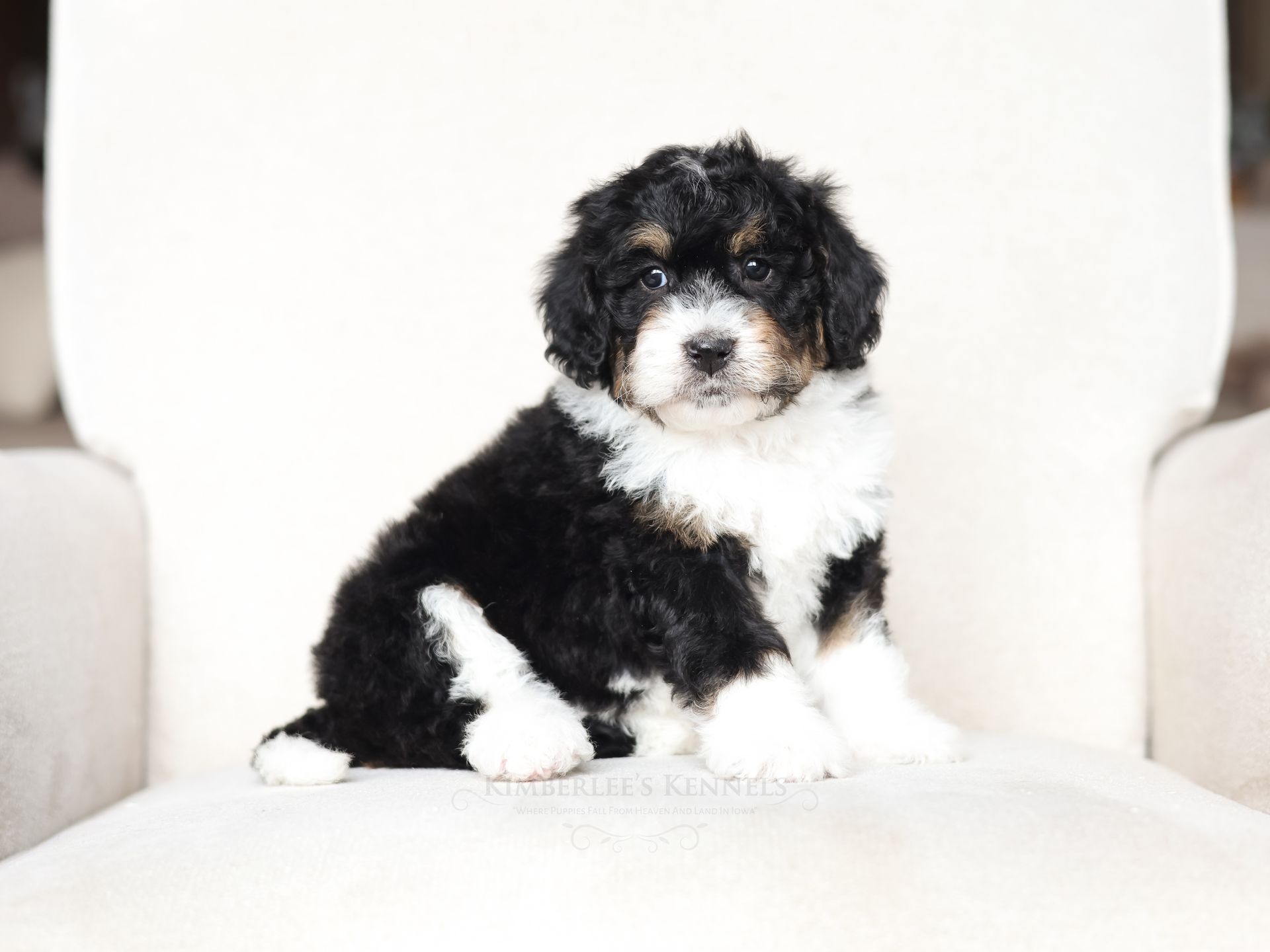 Health-tested puppies