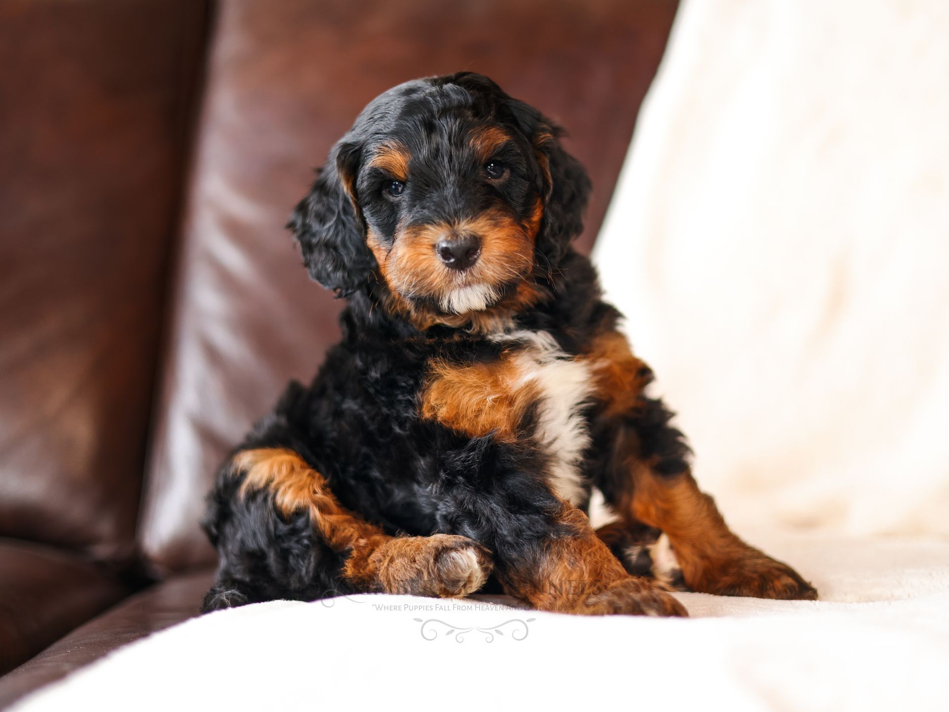 Dog breeder Iowa, Miniature F1b bernedoodle puppy copper colors