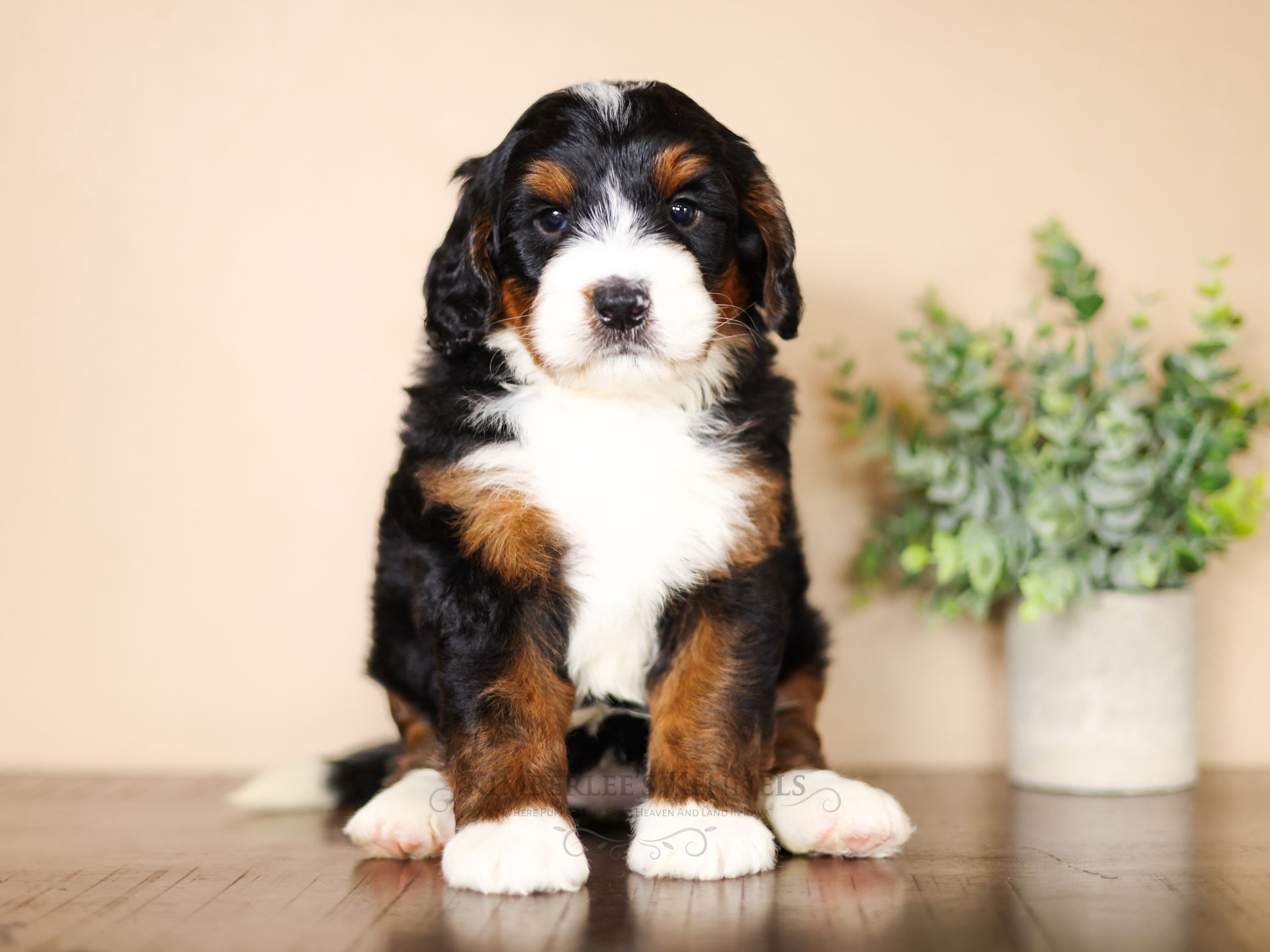 Tri-Colored Miniature Bernedoodle puppy