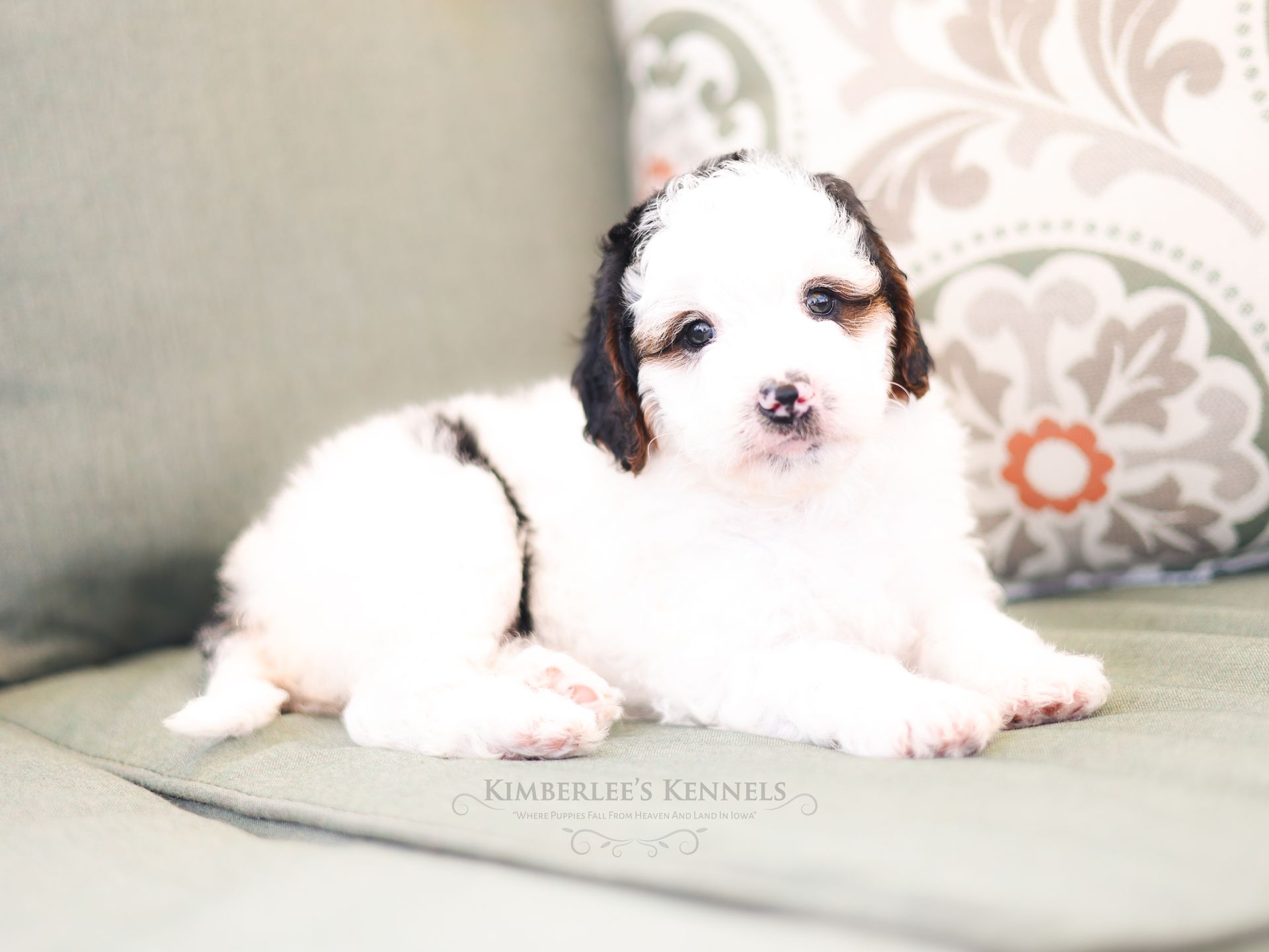 Miniature bernedoodle puppy, ethical dog breeder