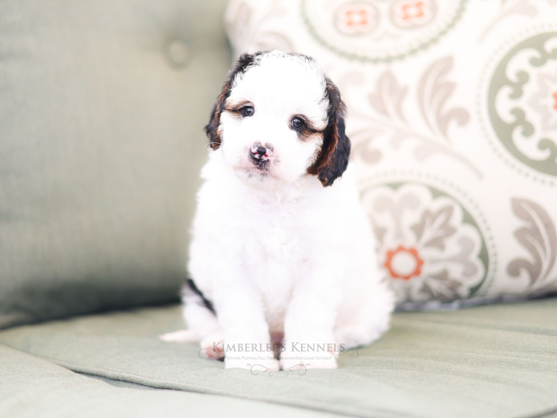Miniature bernedoodle puppy, Therapy dog