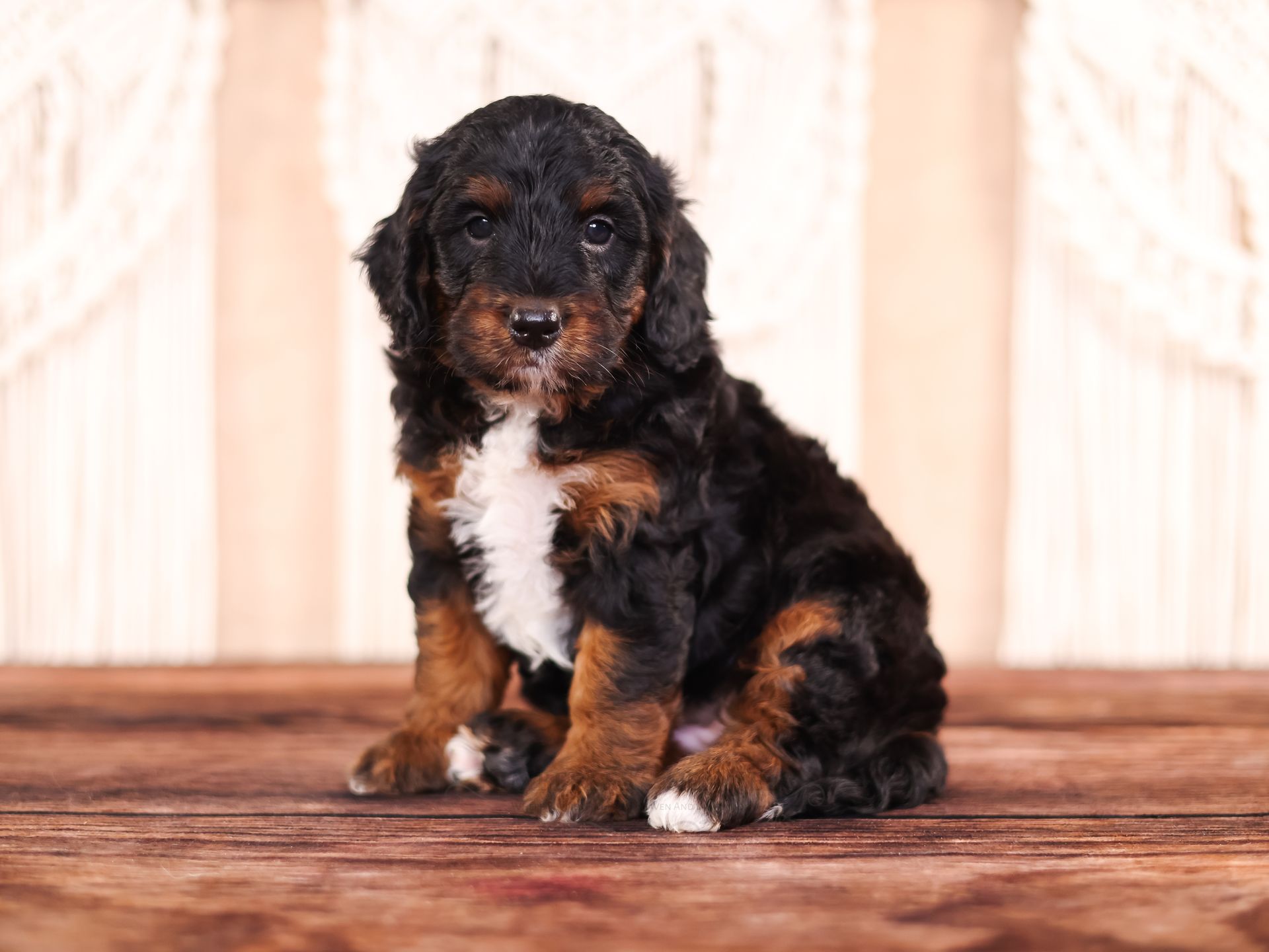 5 week old black and copper bernedoodle puppy with white patches