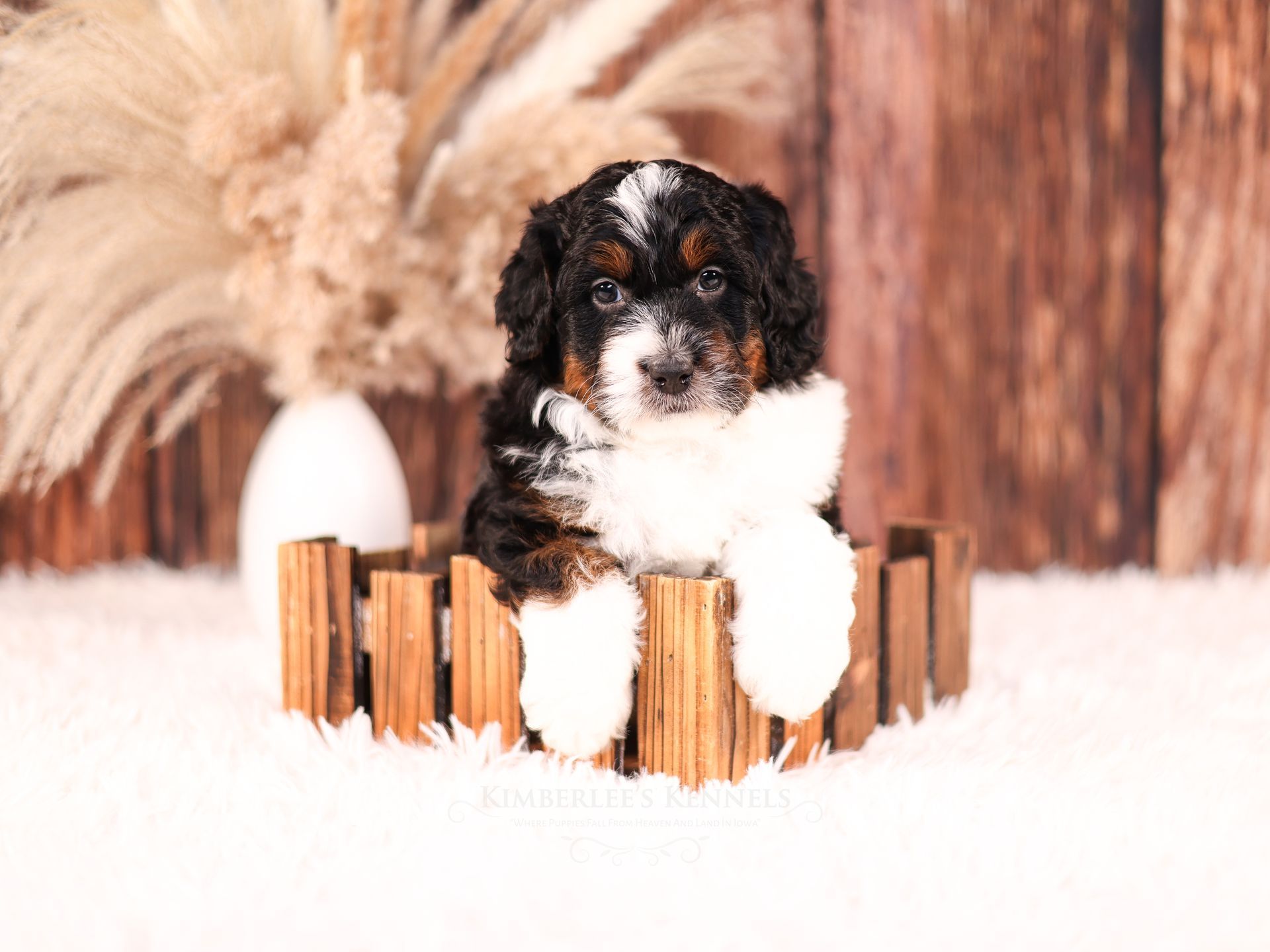 five week old tricolor mini bernedoodle puppy sitting in a wooden basket