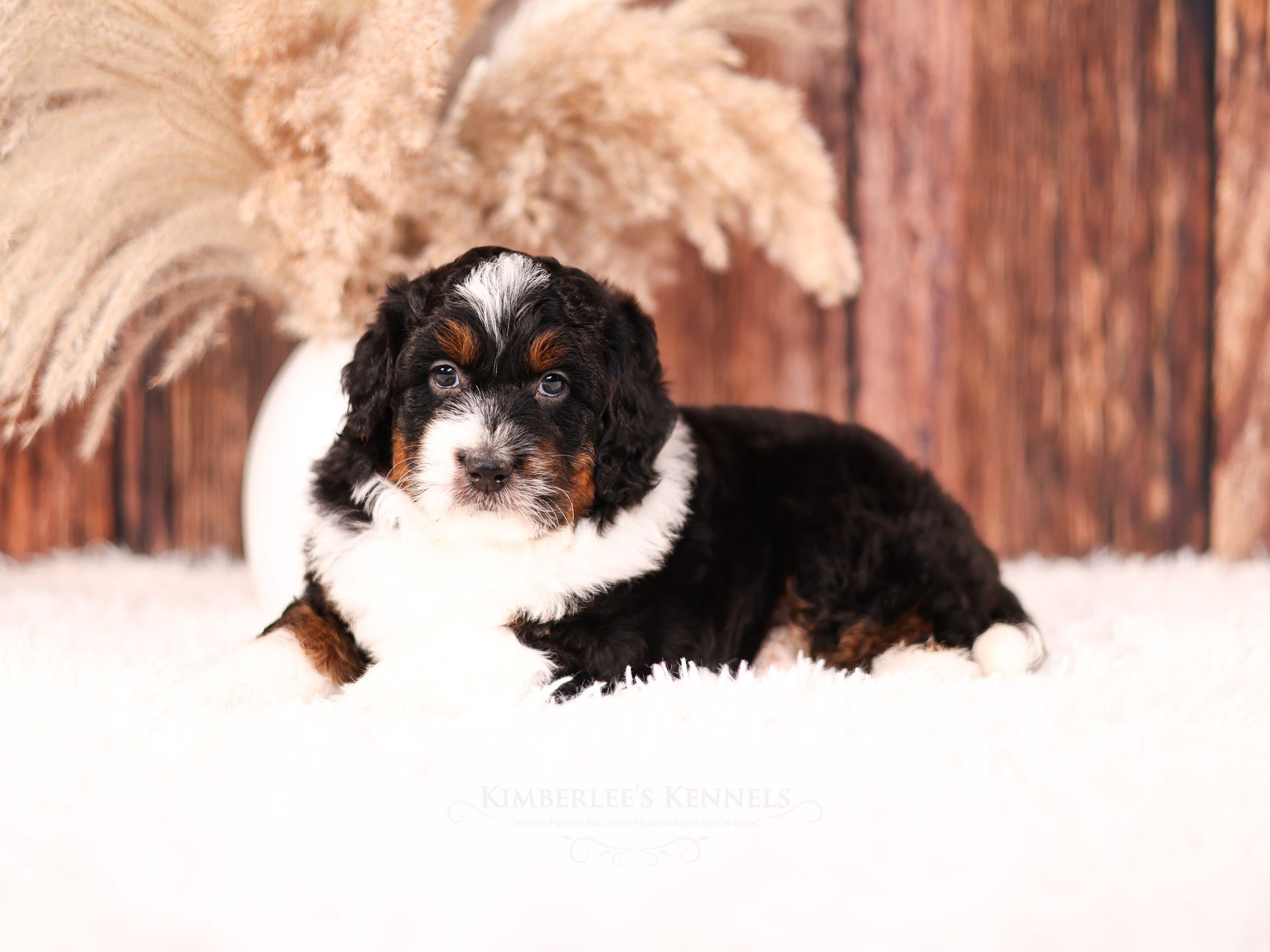 five week old bernedoodle puppy with rustic wooden background