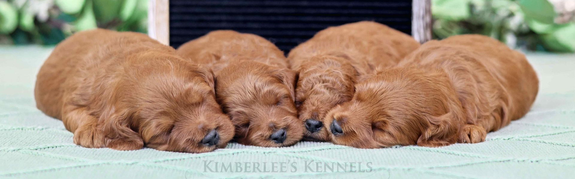 Four three week old goldendoodle puppies cuddling on a green blanket