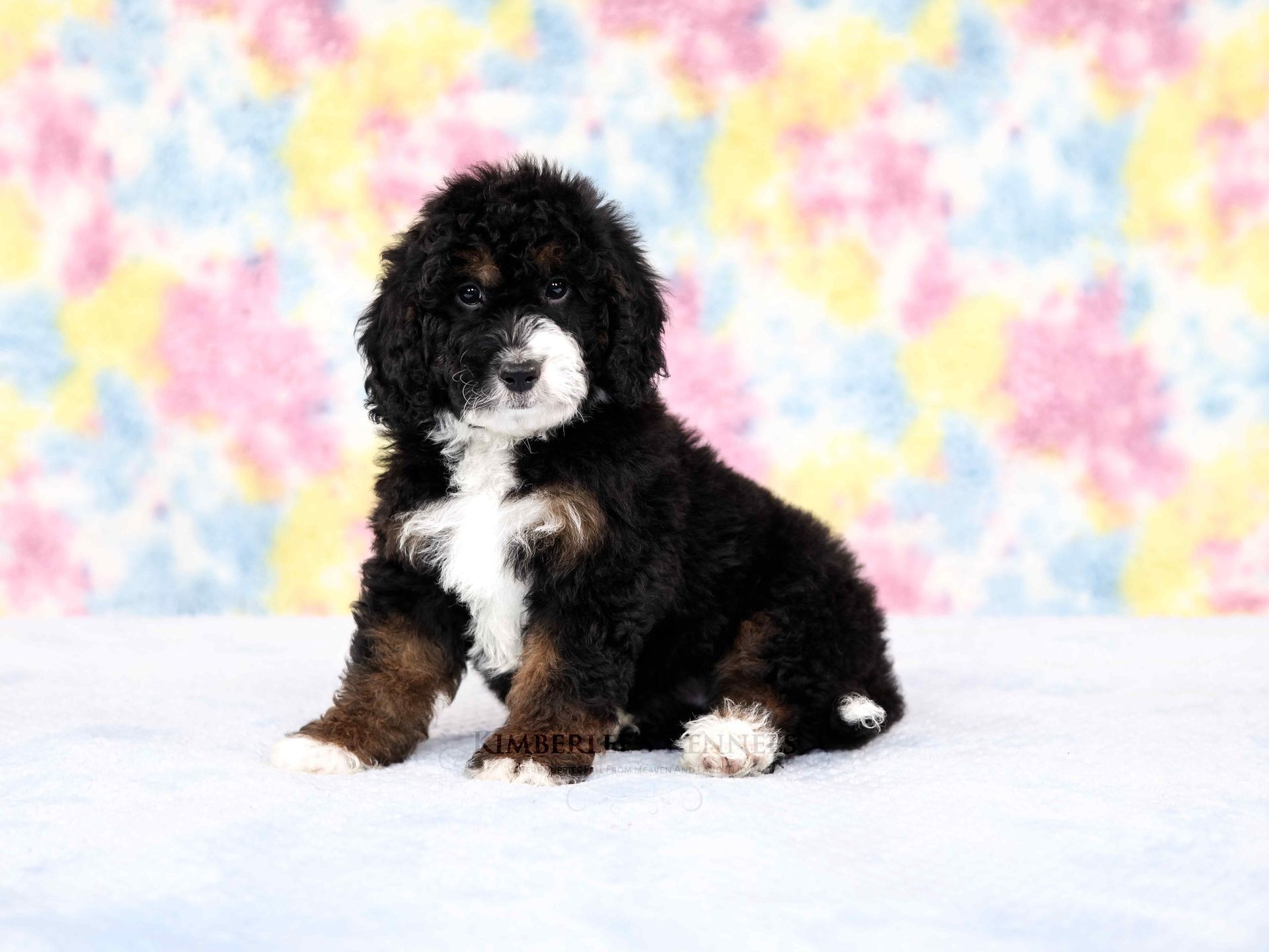 five week old tricolor mini bernedoodle sitting in front of a tie dye background