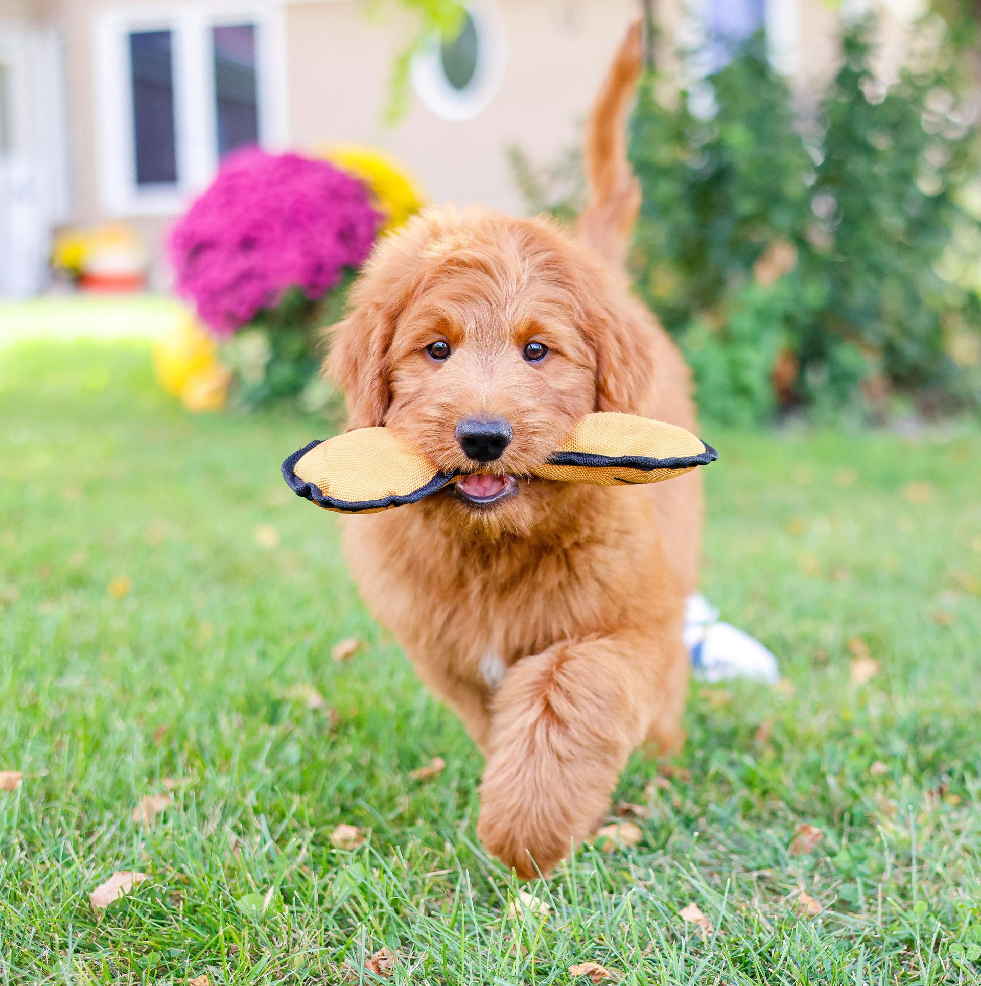 Miniature F1b goldendoodle puppy sitting in front of 