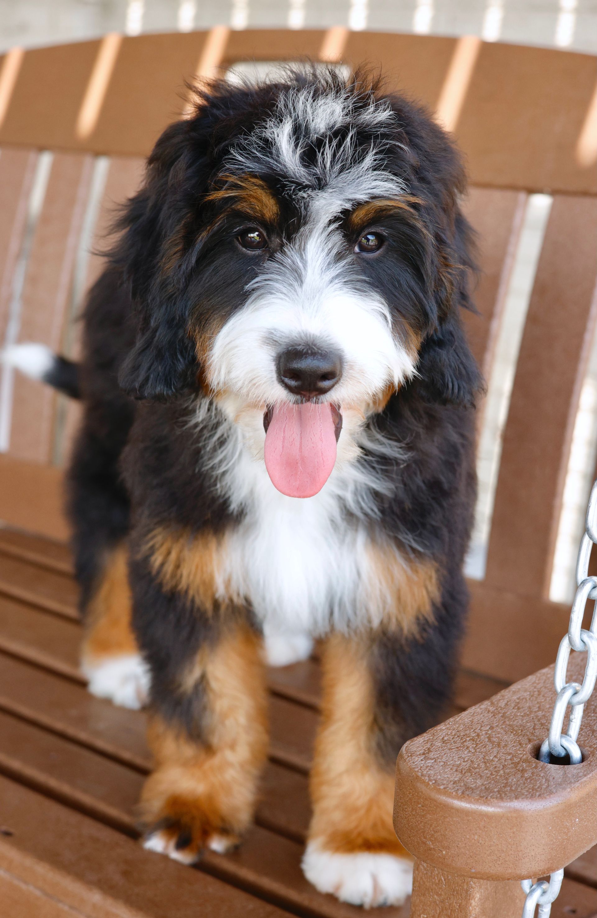 Fully Matured Tricolor Mini Bernedoodle Puppy Sitting on a Wooden Bench
