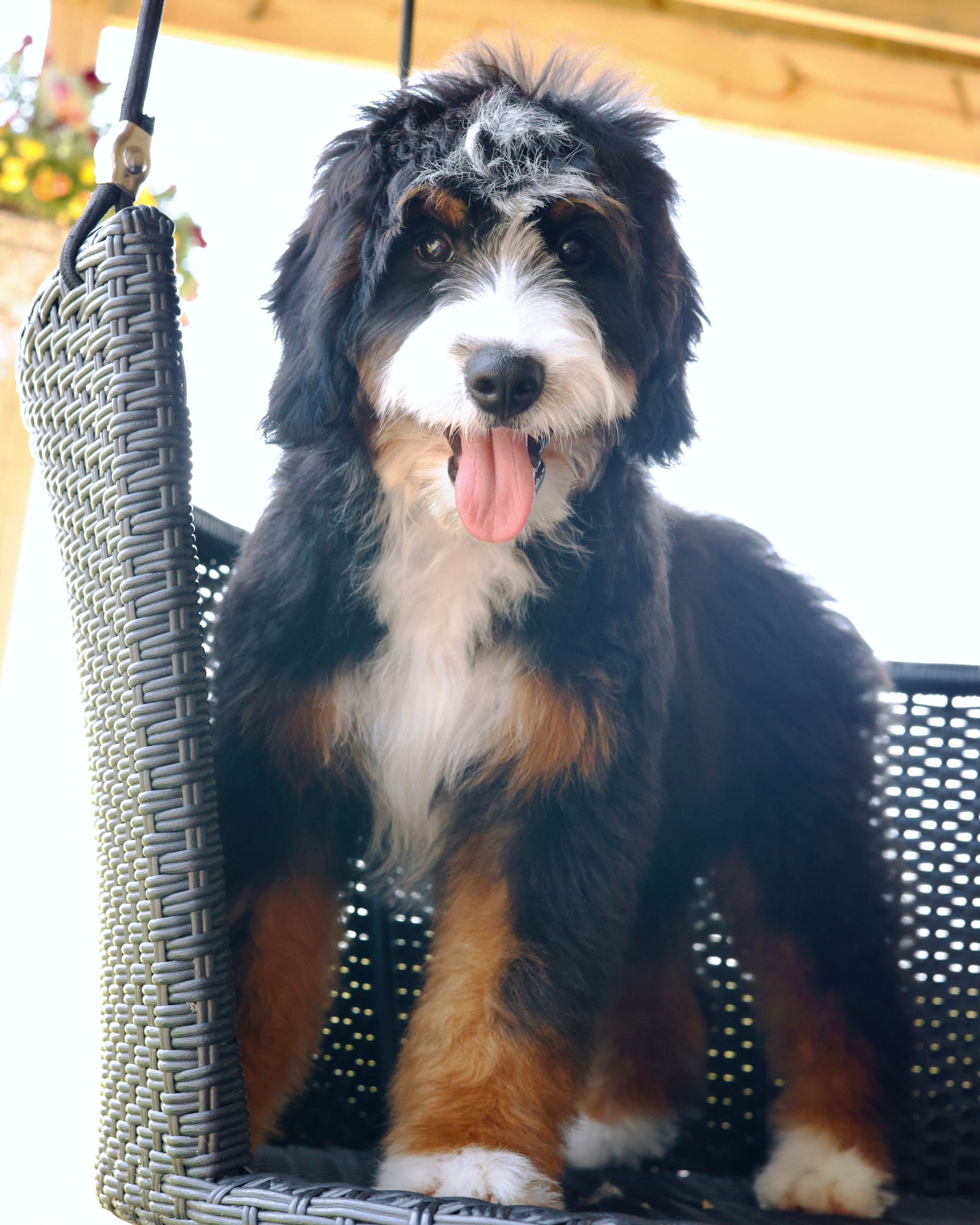Adult Tricolor Bernedoodle Sitting in a Swing