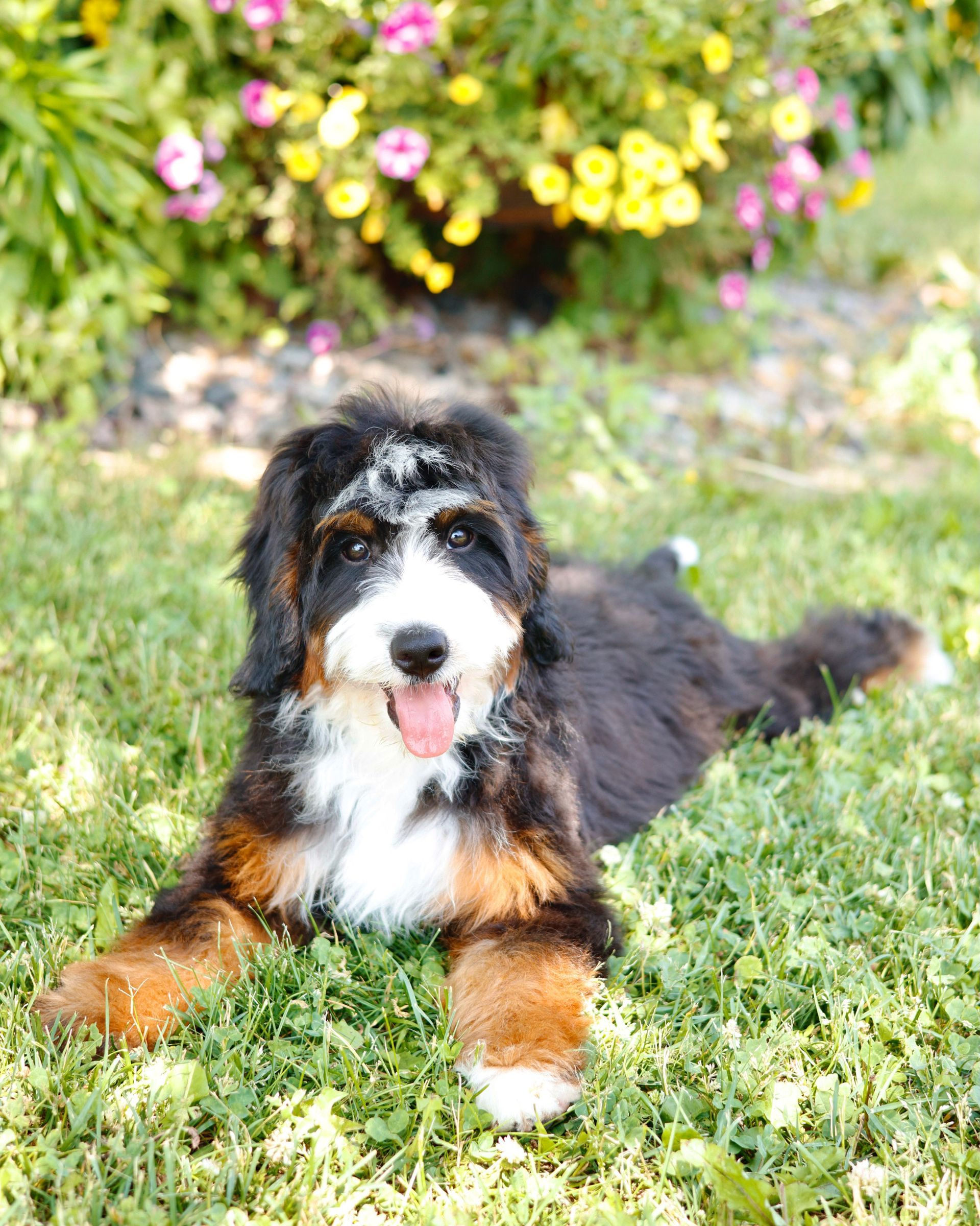 Fully Matured Tricolor Bernedoodle laying outside