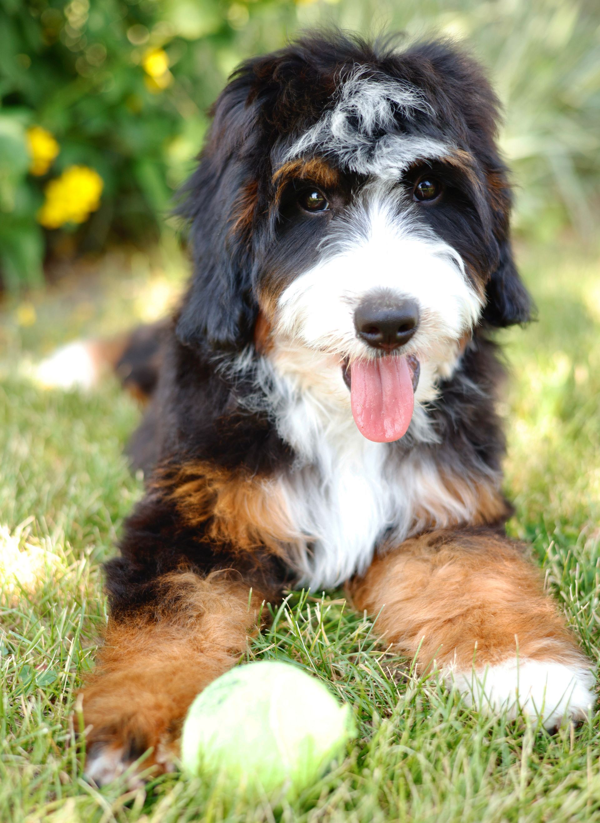 Adult tricolor Miniature Bernedoodle Sitting in the Grass
