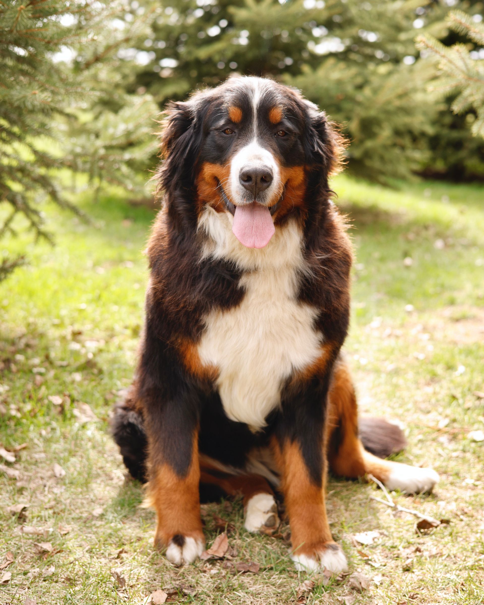 Fully matured bernese mountain dog outside