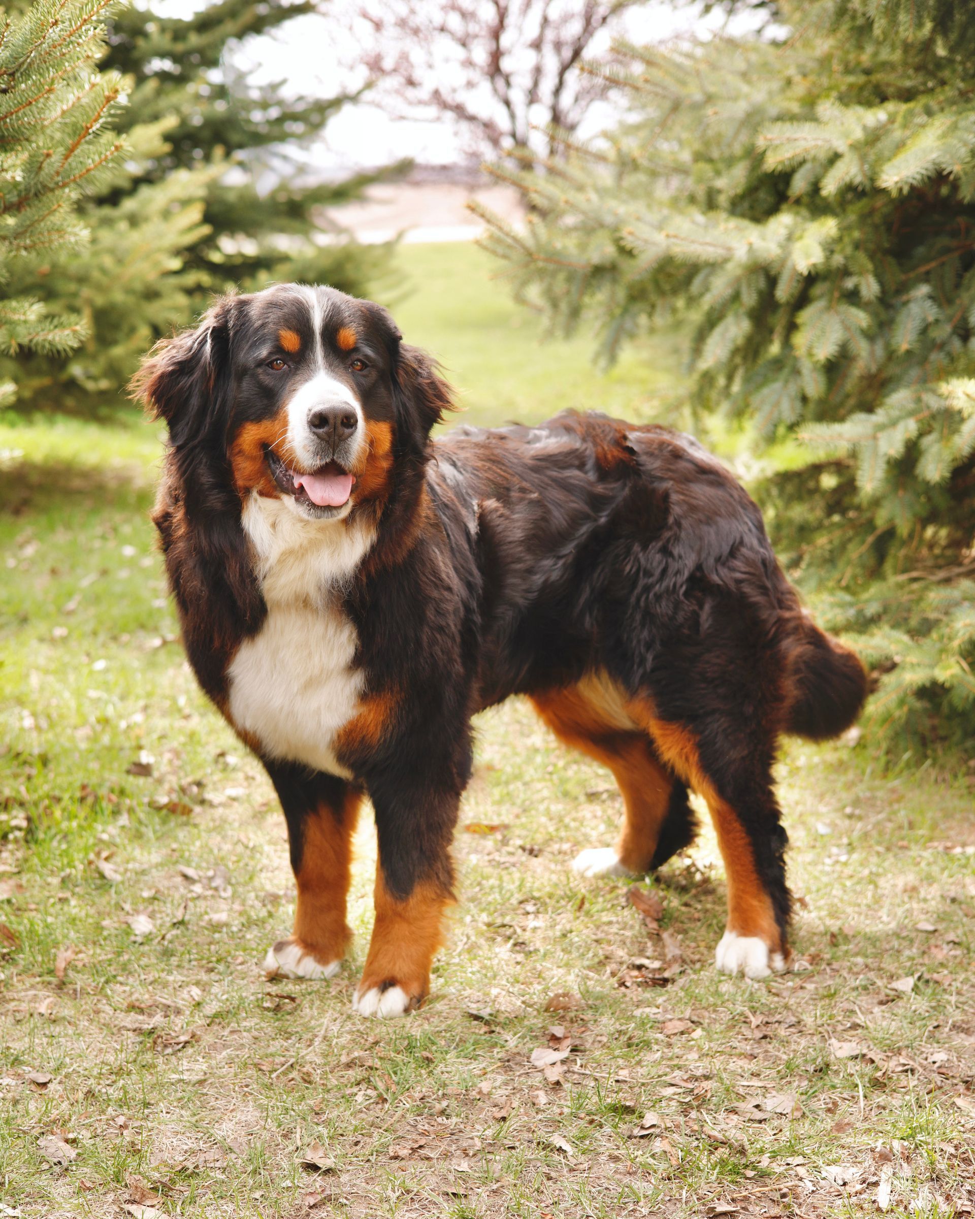Adult Bernese Mountain Dog standing in the trees