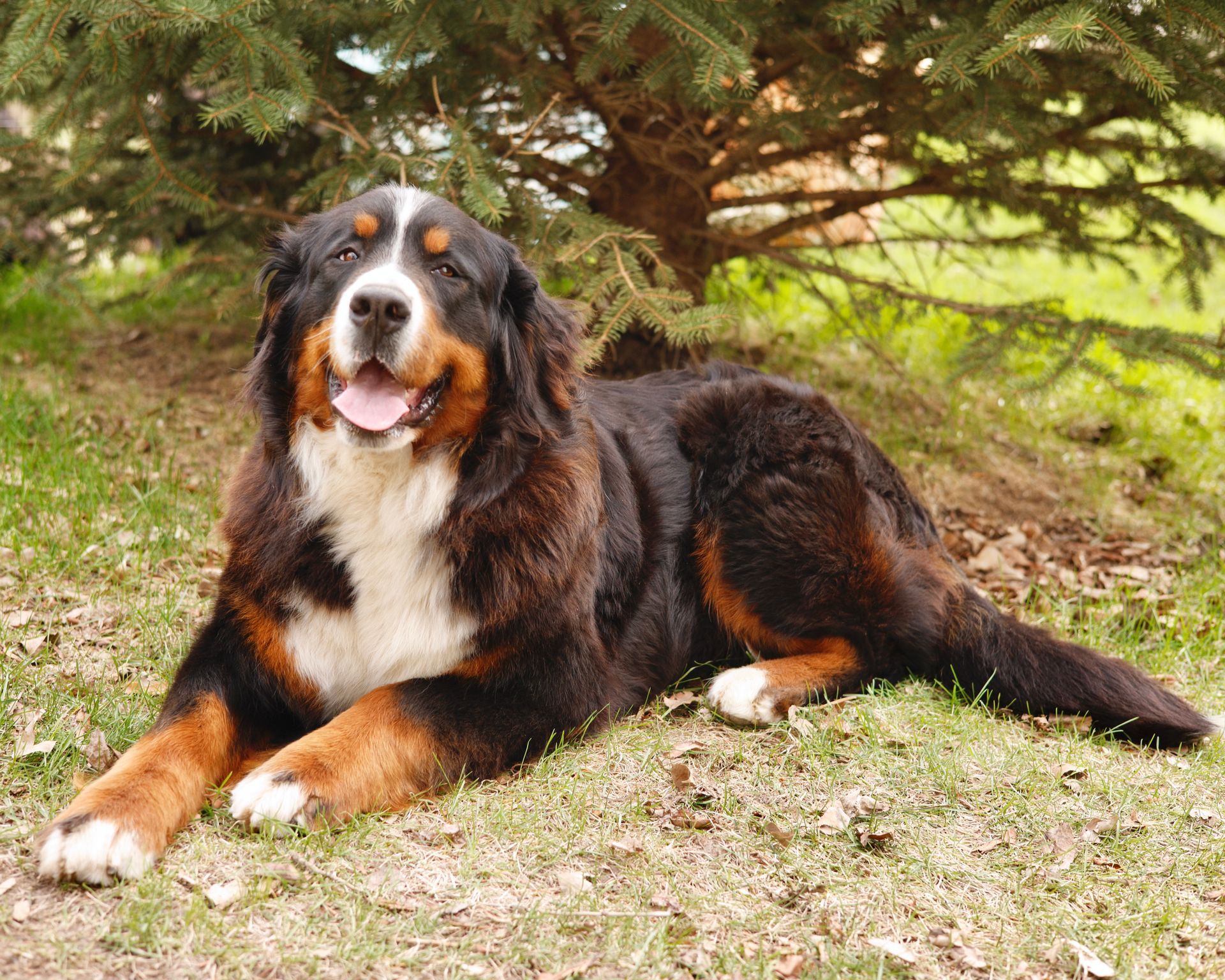 Adult female Bernese Mountain dog laying outside 