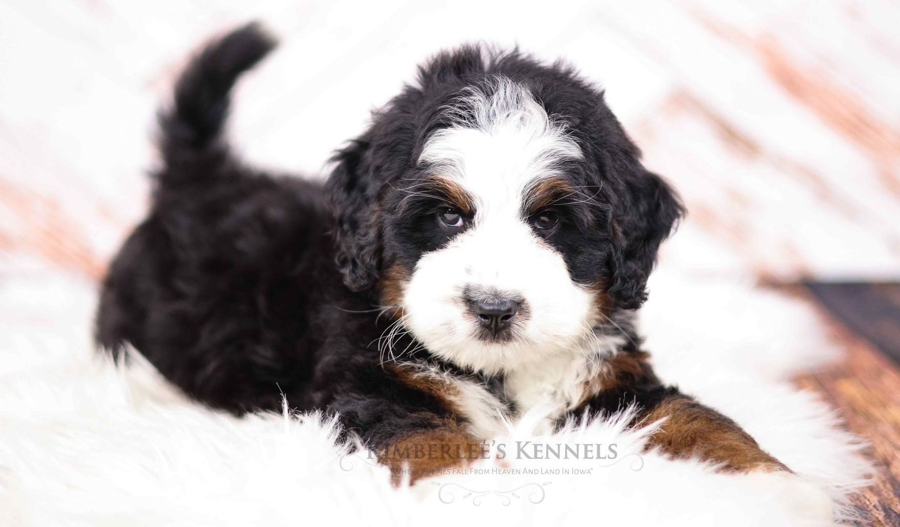 Miniature F1 Tricolor Bernedoodle puppy laying on a fluffy blanket