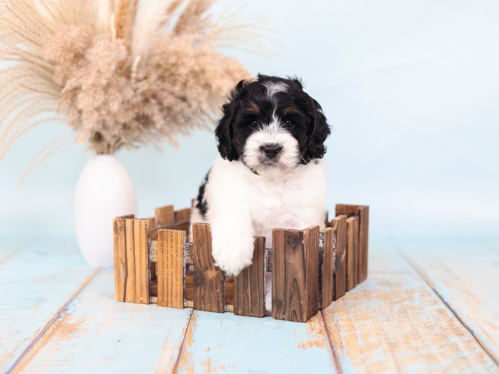 Therapy dog puppies