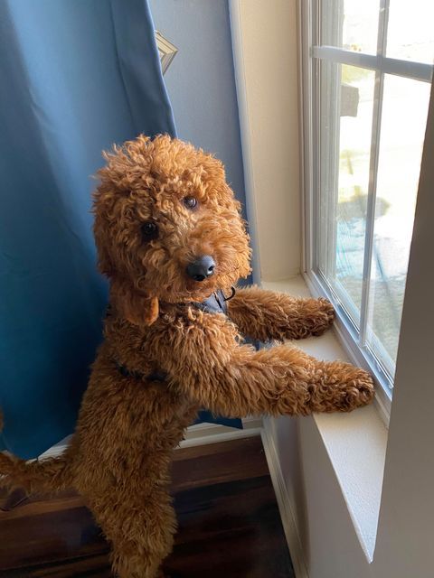 Miniature Fib goldendoodle with a curly coat looking out the window