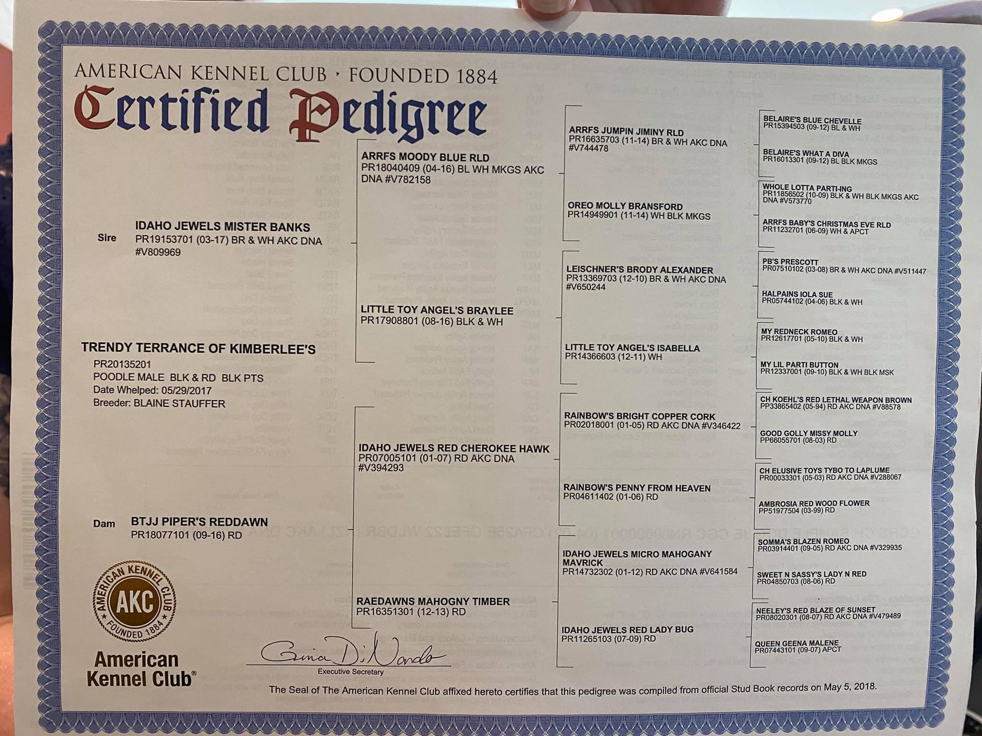 AKC certified pedigree for a male poodle