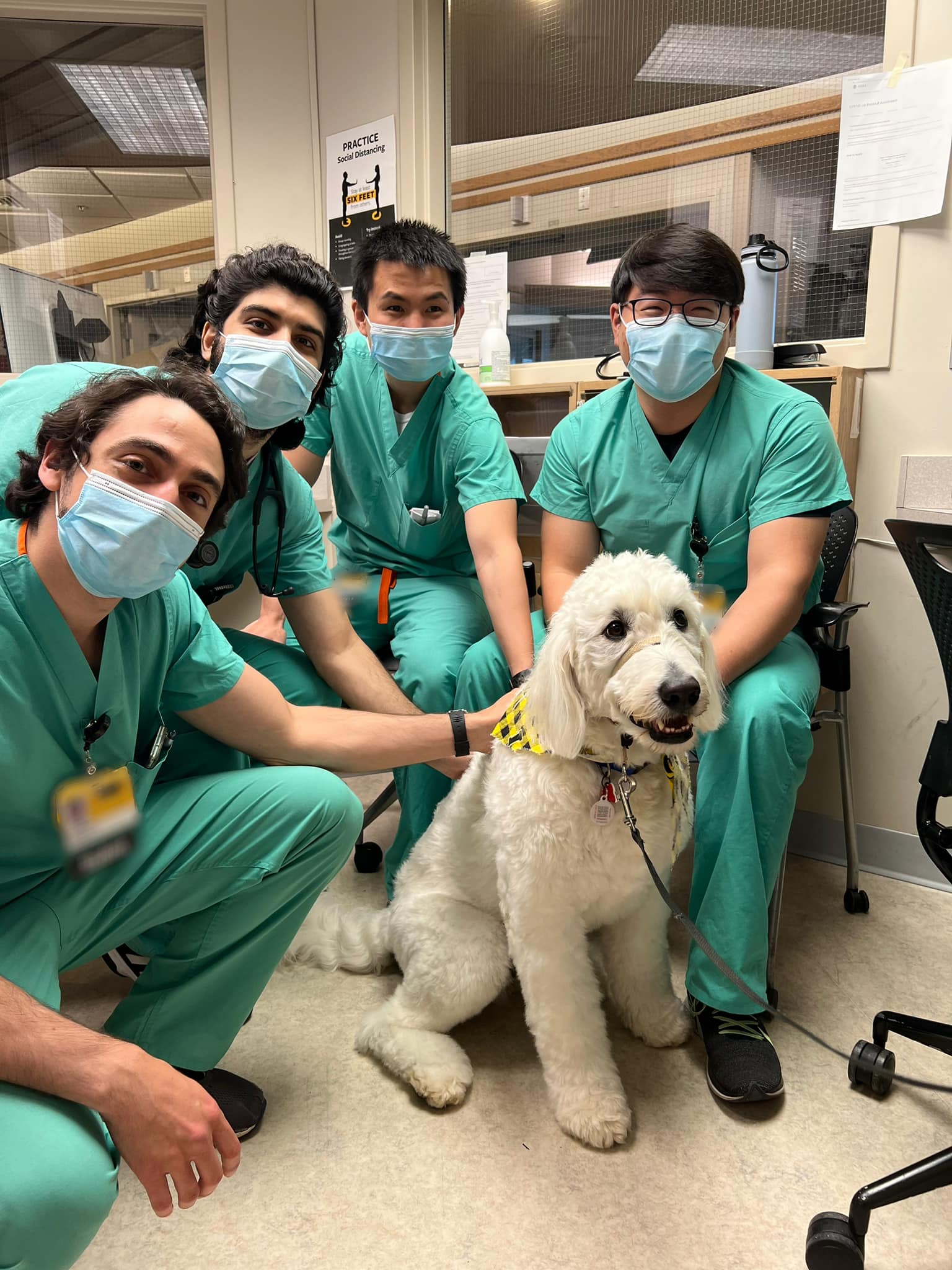 Service dog puppy englishdoodle from Kimberlee's Kennels 