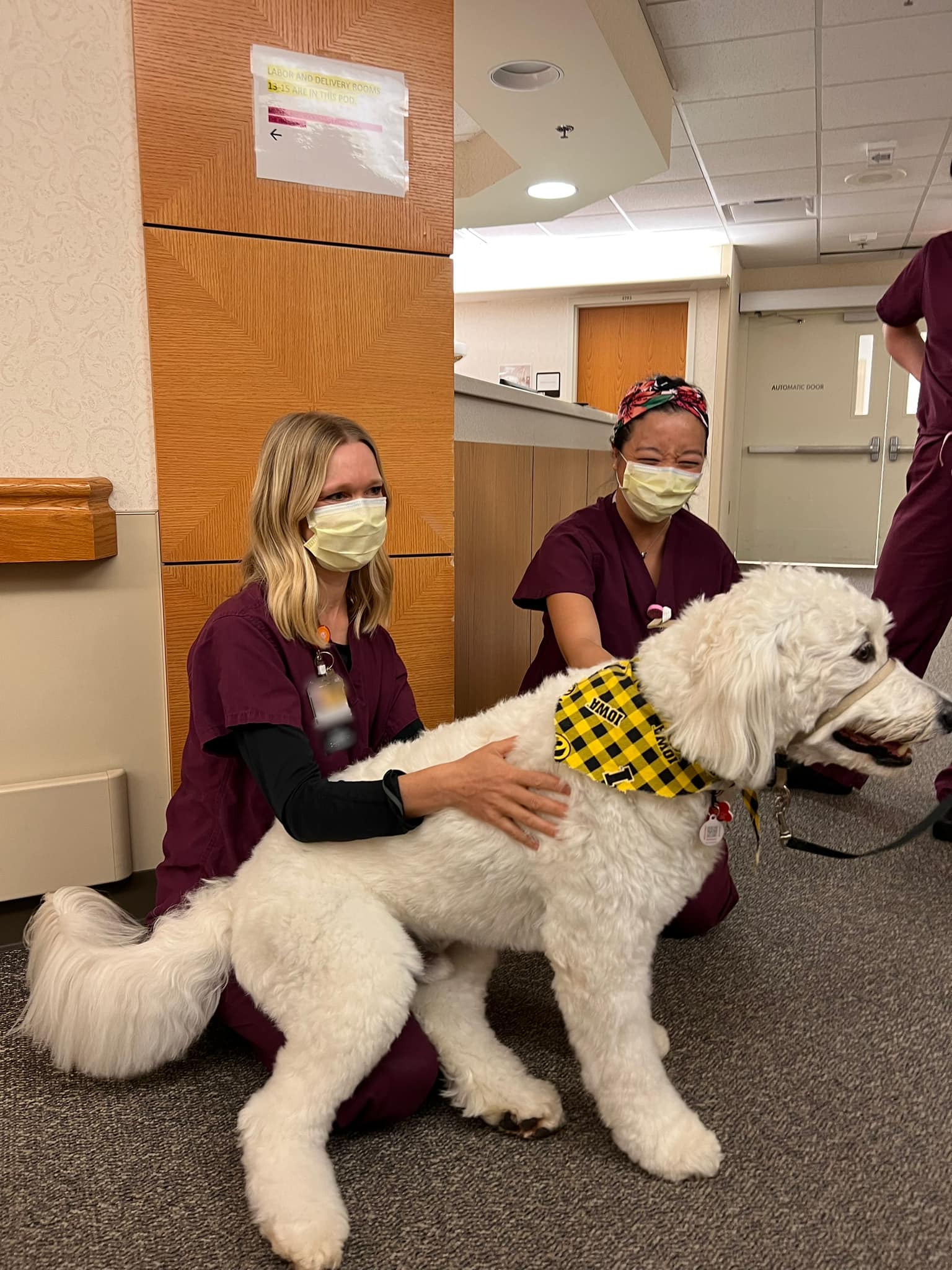 Service dog puppy englishdoodle from Kimberlee's Kennels 