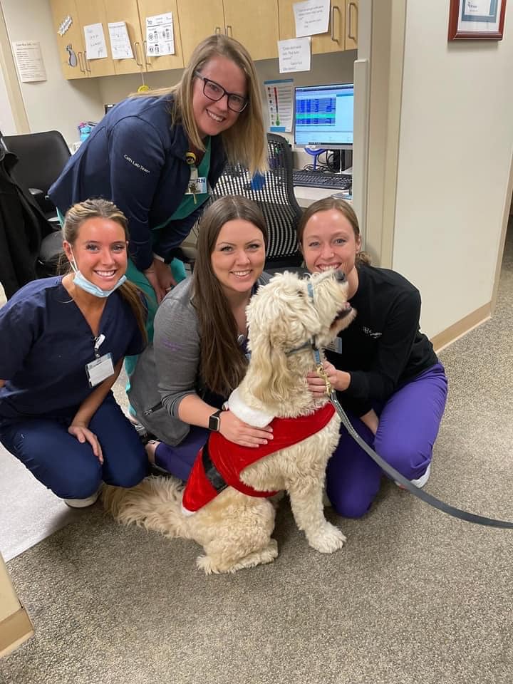 Service dog puppy englishdoodle from Kimberlee's Kennels 