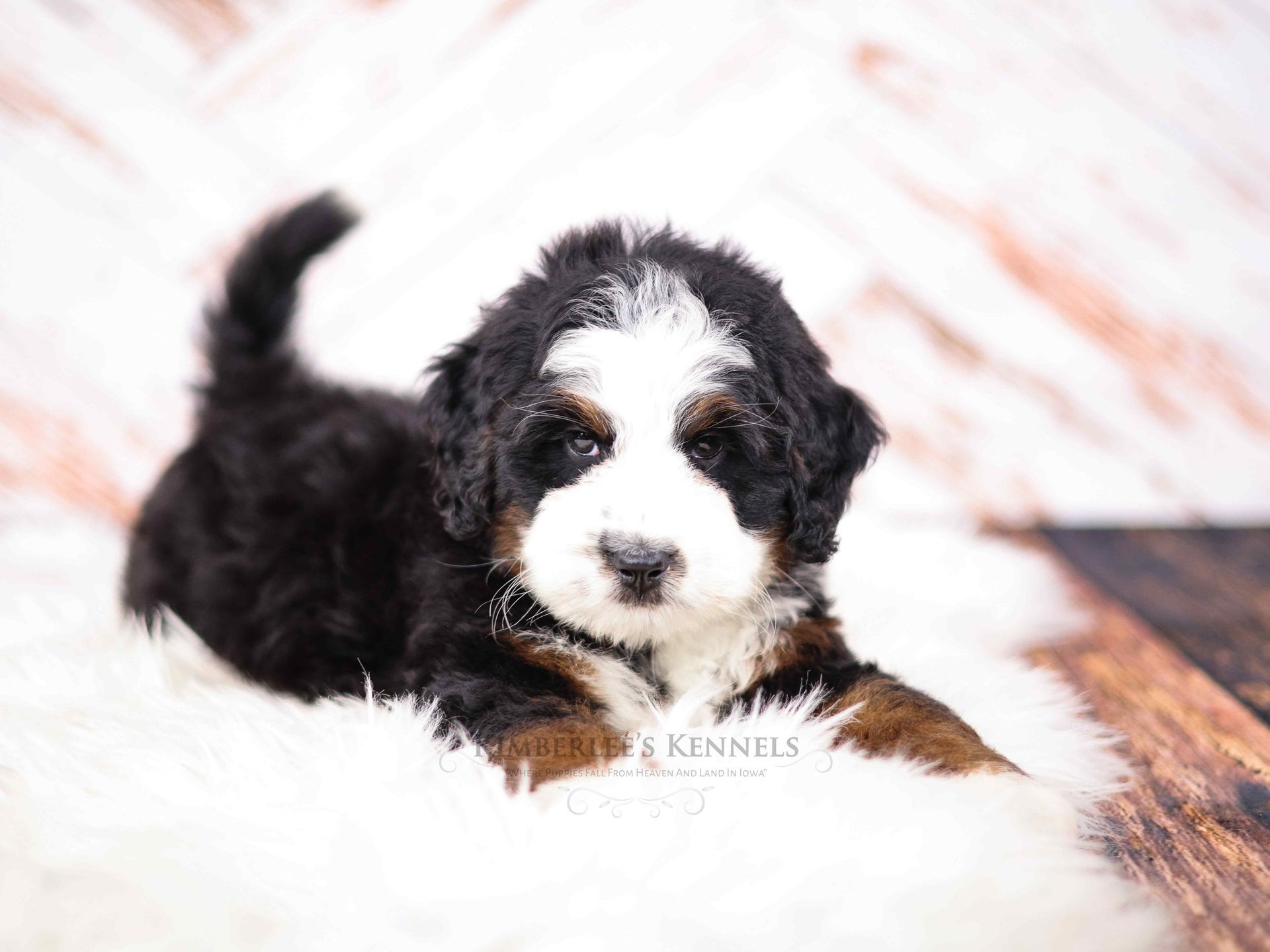 five week old miniature F1 bernedoodle puppy laying on a fluffy white blanket