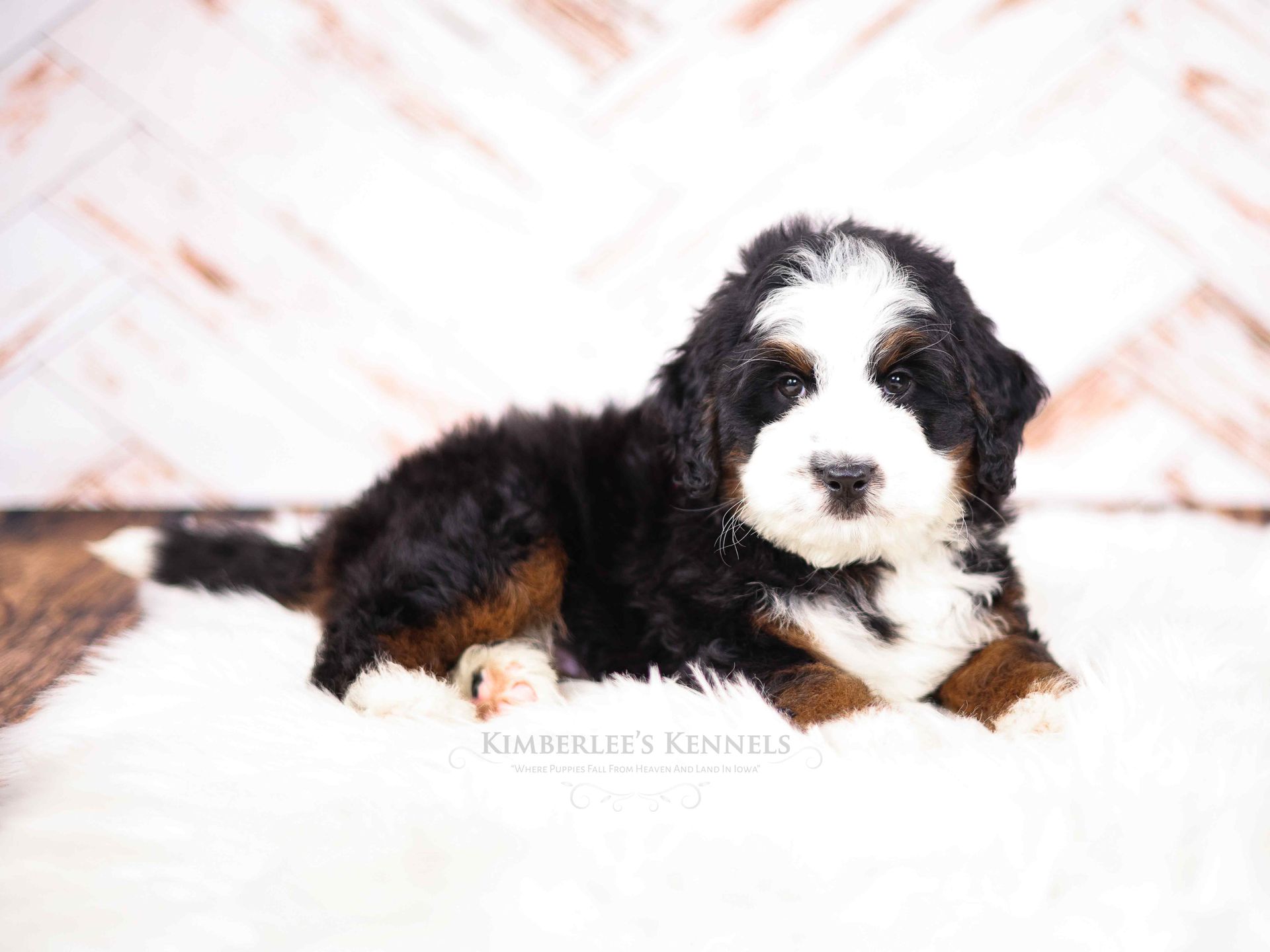 Fluffy bernedoodle puppy with wood background