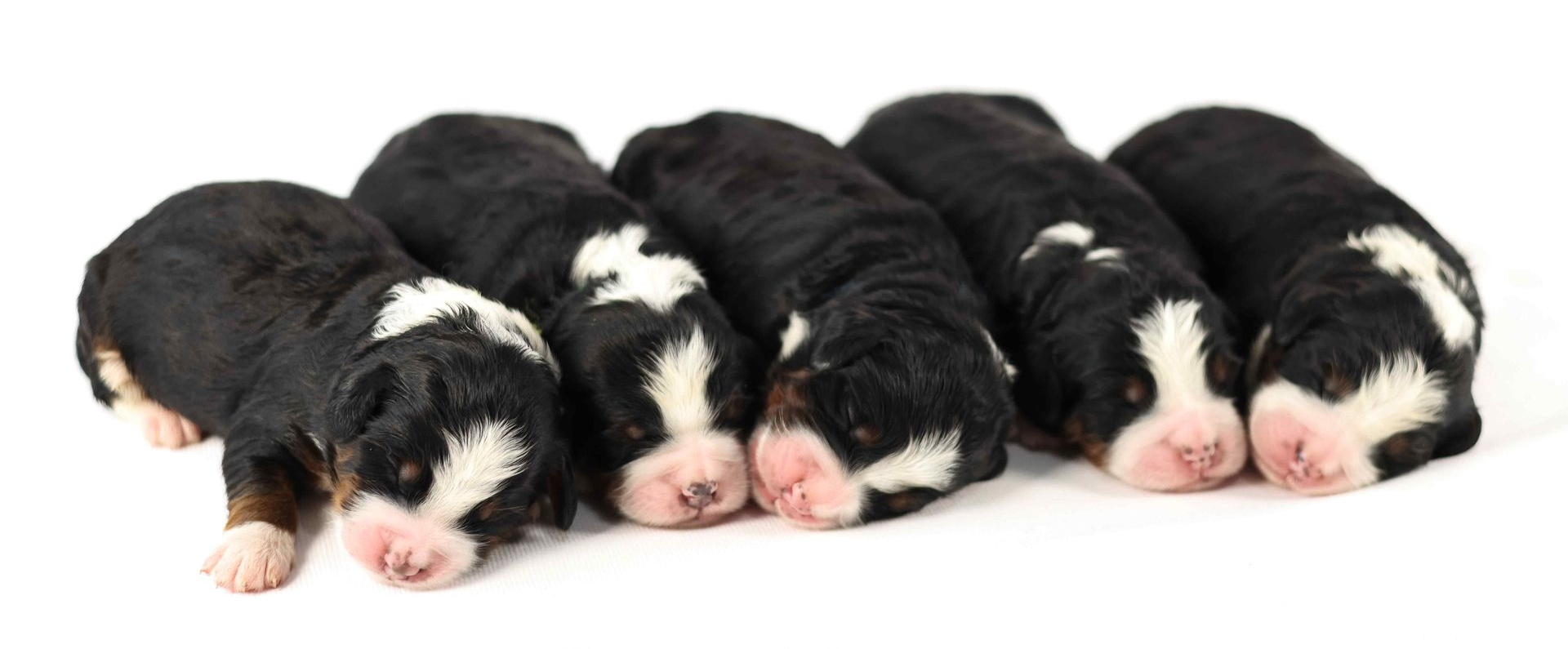Five tricolor bernedoodle puppies cuddling up with white backgrpund