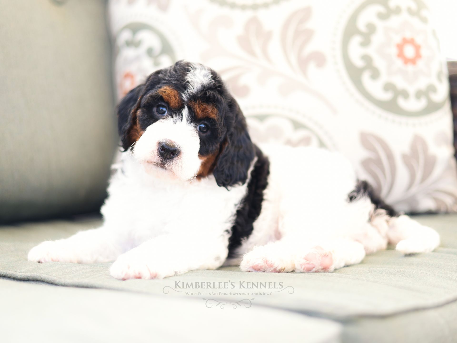 Miniature bernedoodle puppy, Therapy dog